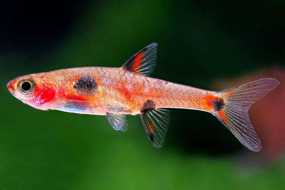 Boraras maculatus
