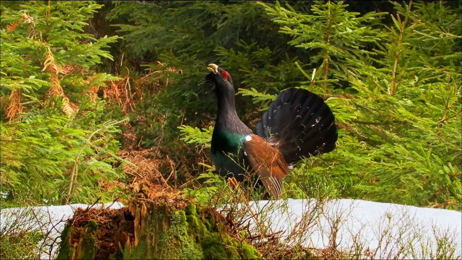 Глухарь (Tetrao urogallus)