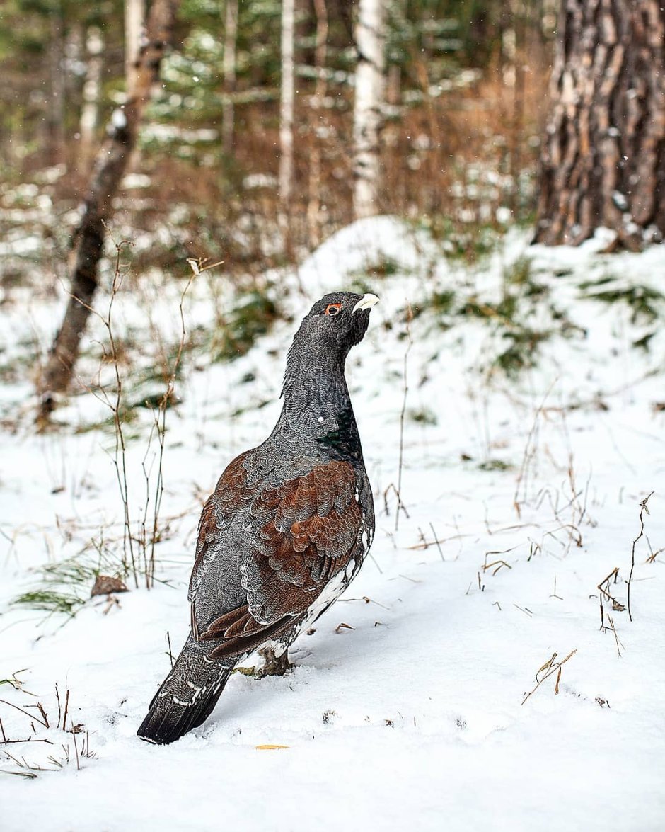 Семейства Тетеревиные Tetraonidae