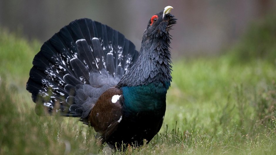 Capercaillie POLINELI Fabrizio