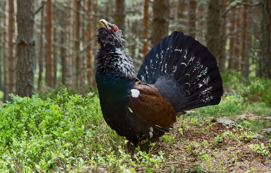 Black-billed Capercaillie