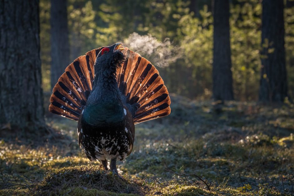 Глухарь - Capercaillie