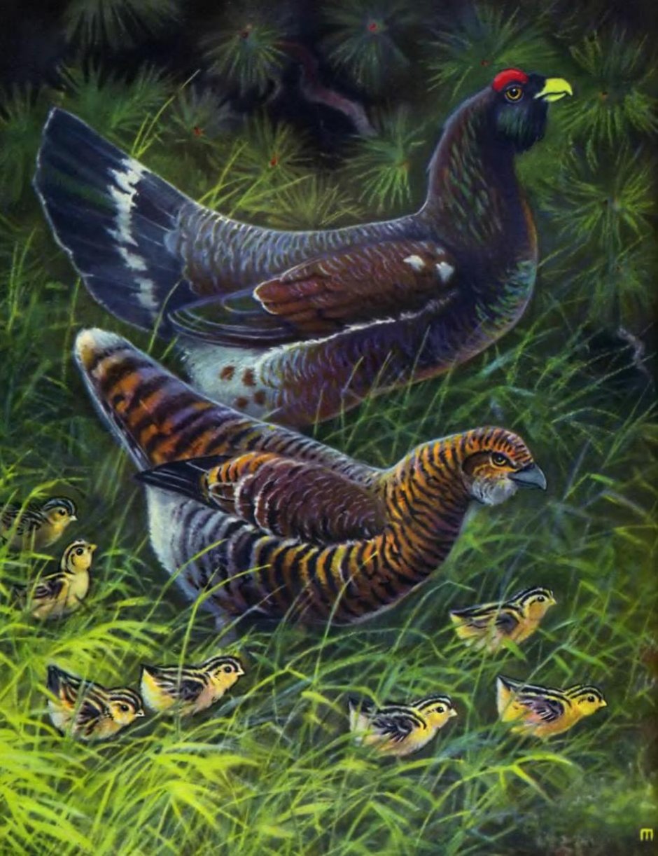 Каменный Глухарь (Tetrao parvirostris)