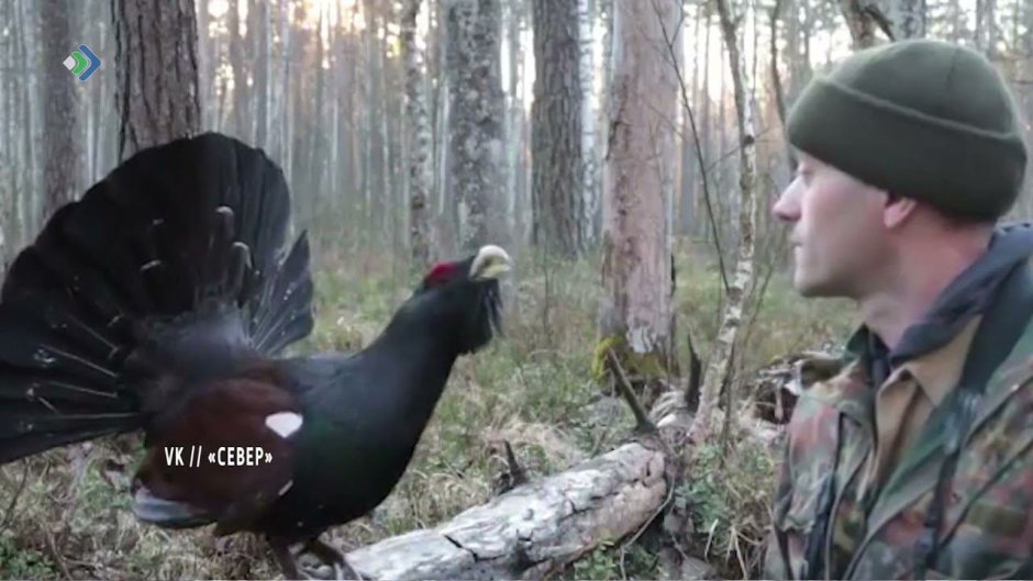 Птицы в зимнем лесу живопись