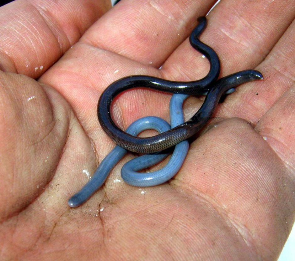Leptotyphlops carlae змея