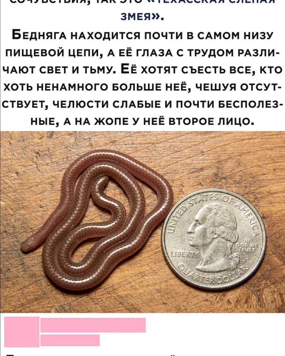 Зеленый Аспид