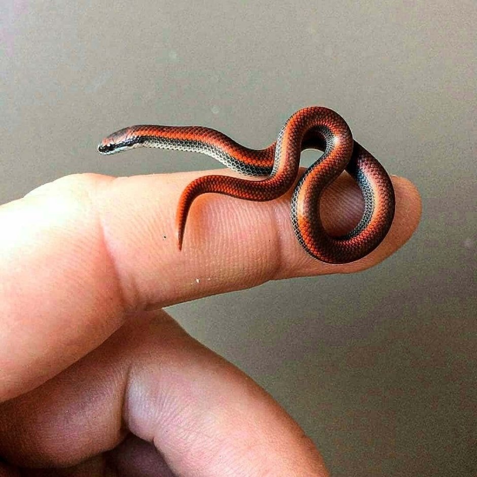 Узкоротая Карла (Leptotyphlops carlae)