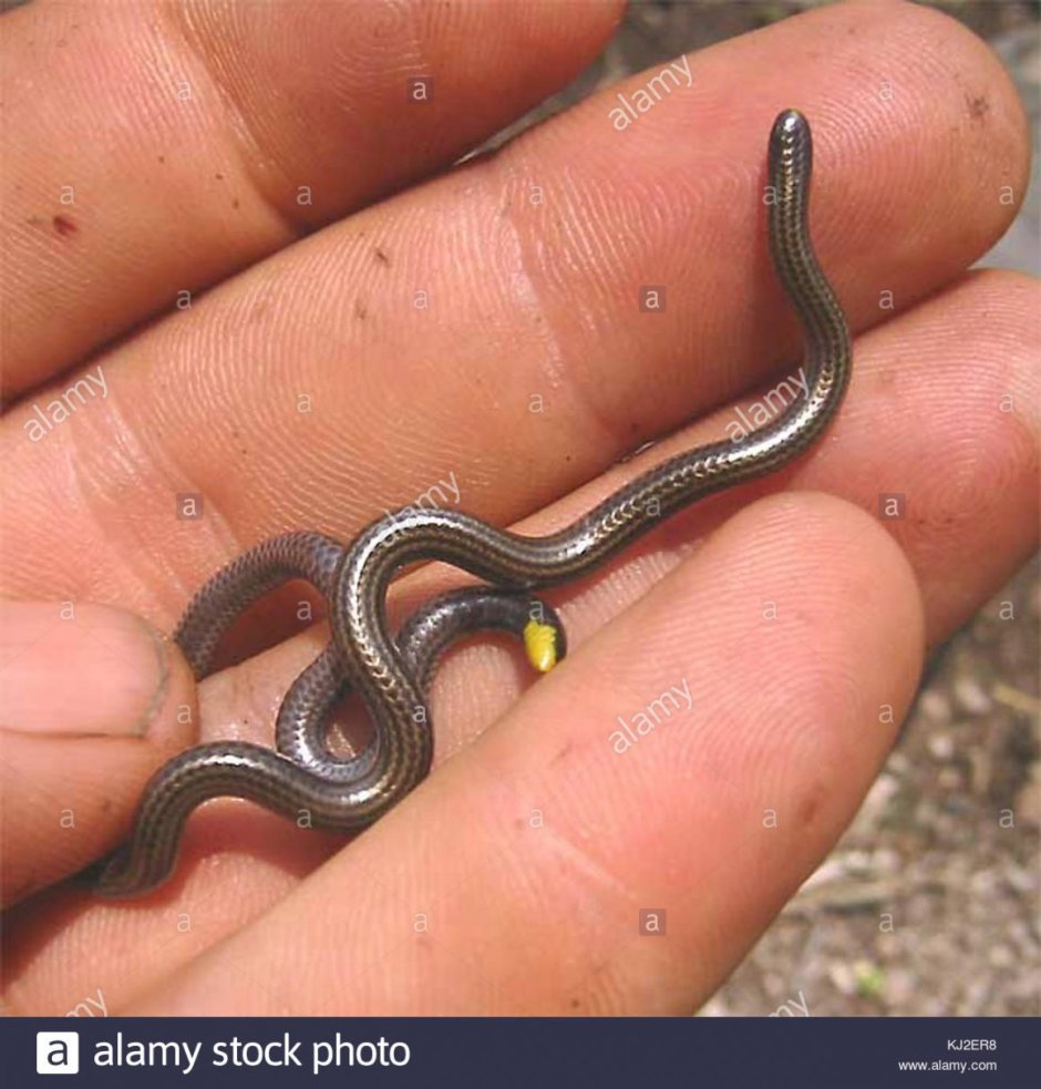 Leptotyphlops carlae змея