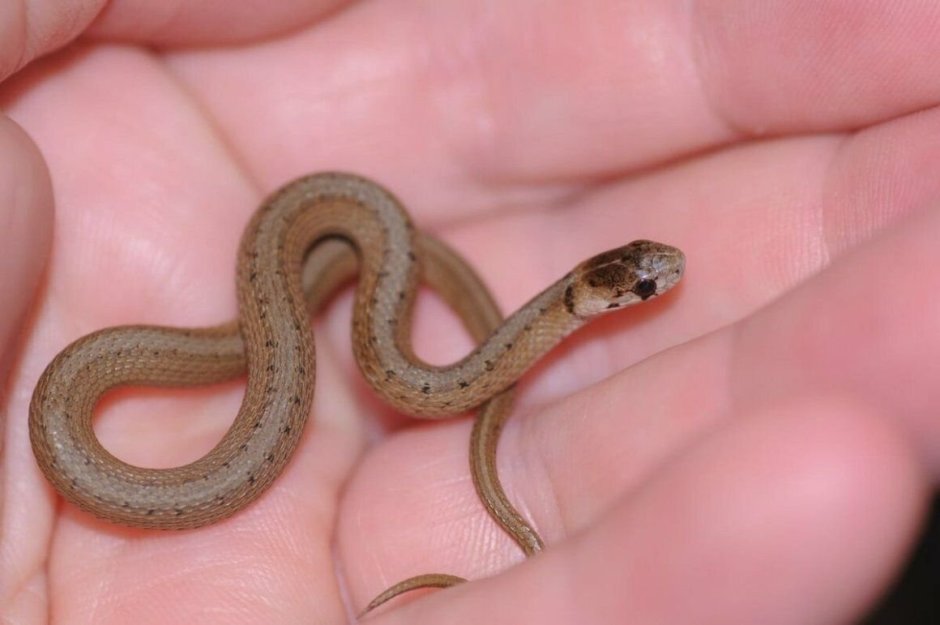 Leptotyphlops carlae змея