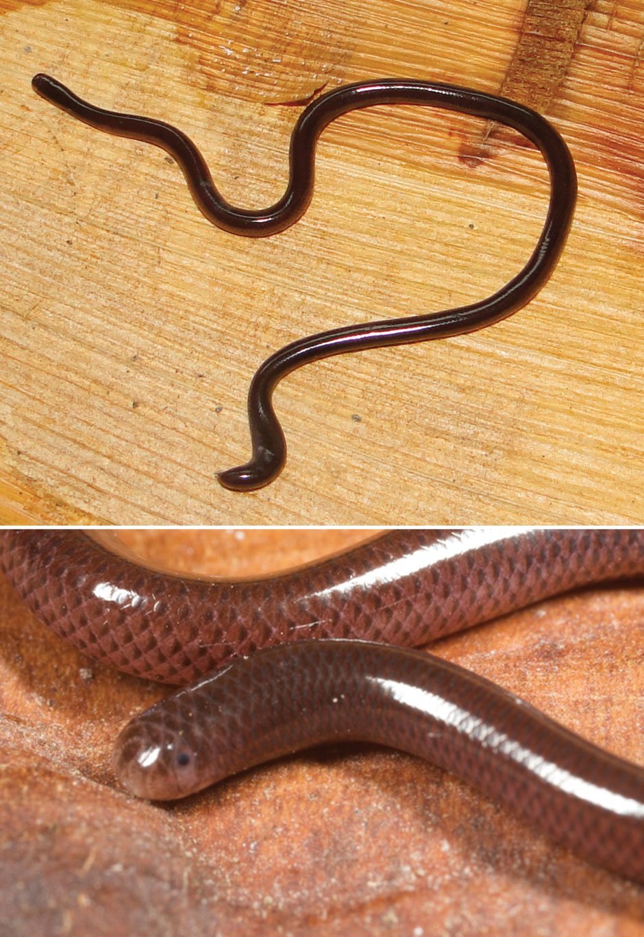 Leptotyphlops carlae змея
