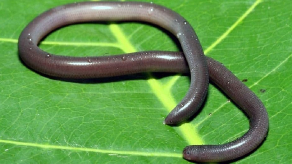 Leptotyphlops carlae змея