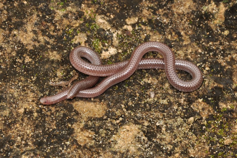 Amphiesma vibakari