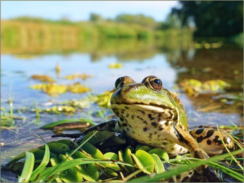 Лягушка Болотная