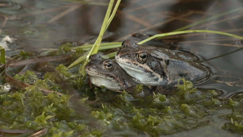 Лягушка ЛЕНОБЛАСТЬ