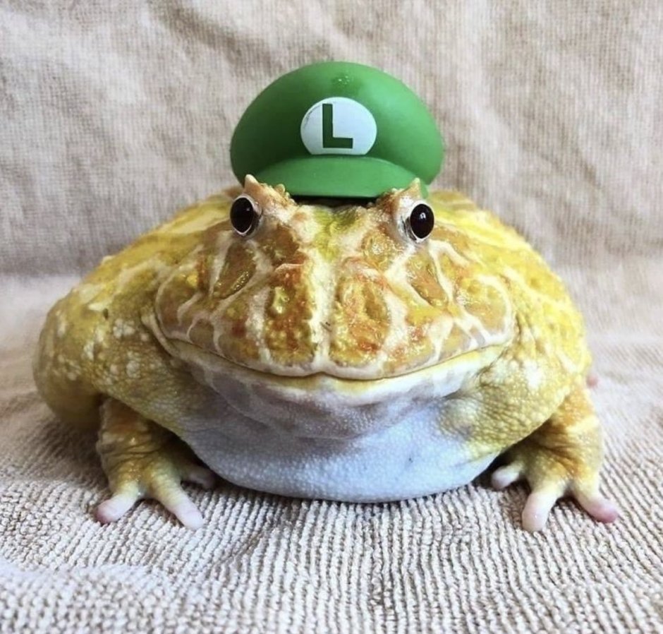 Милые жабки