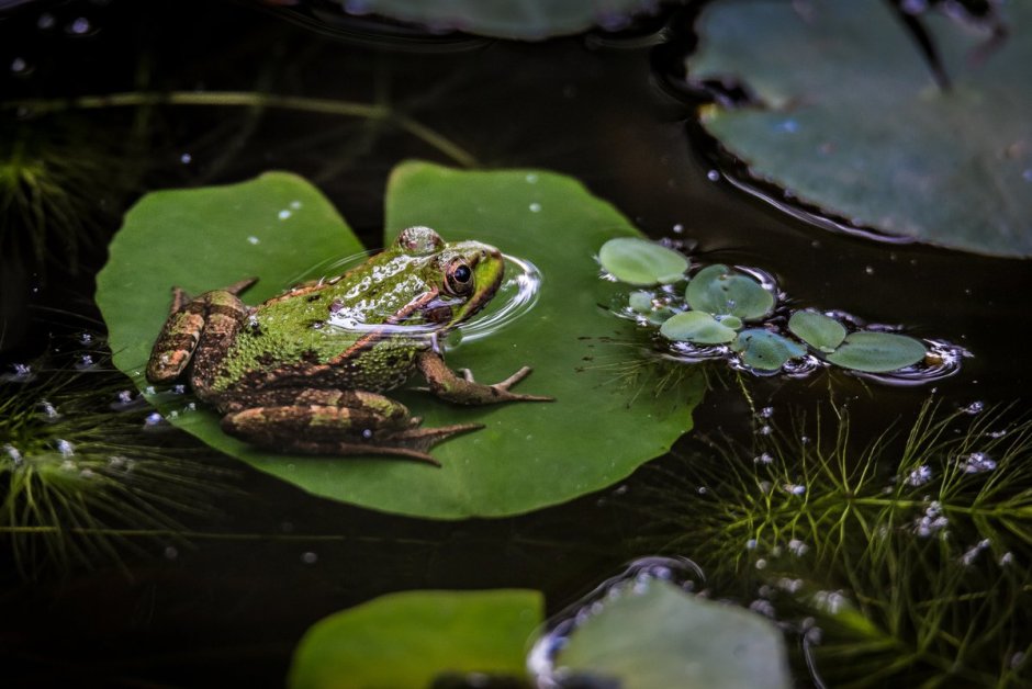 Лягушка травяная квакает