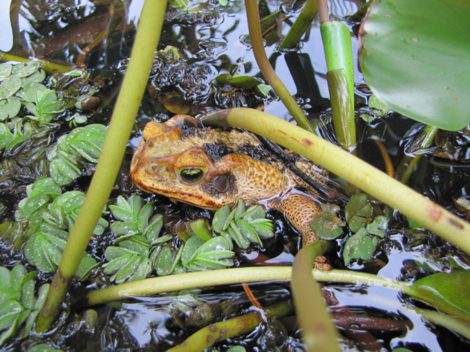 Надутая жаба