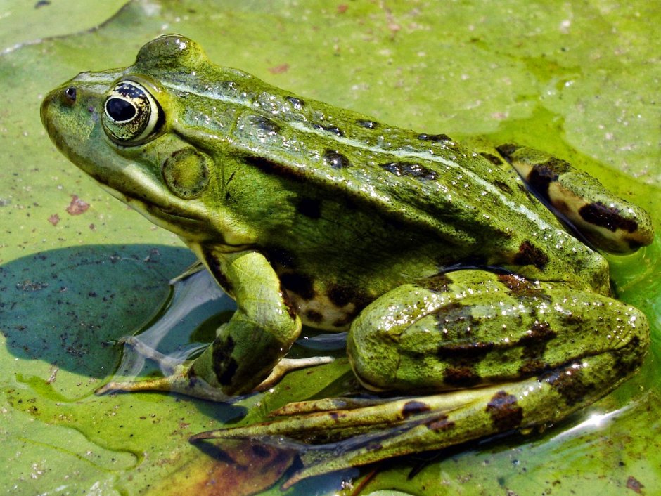 Прудовая лягушка Pelophylax lessonae
