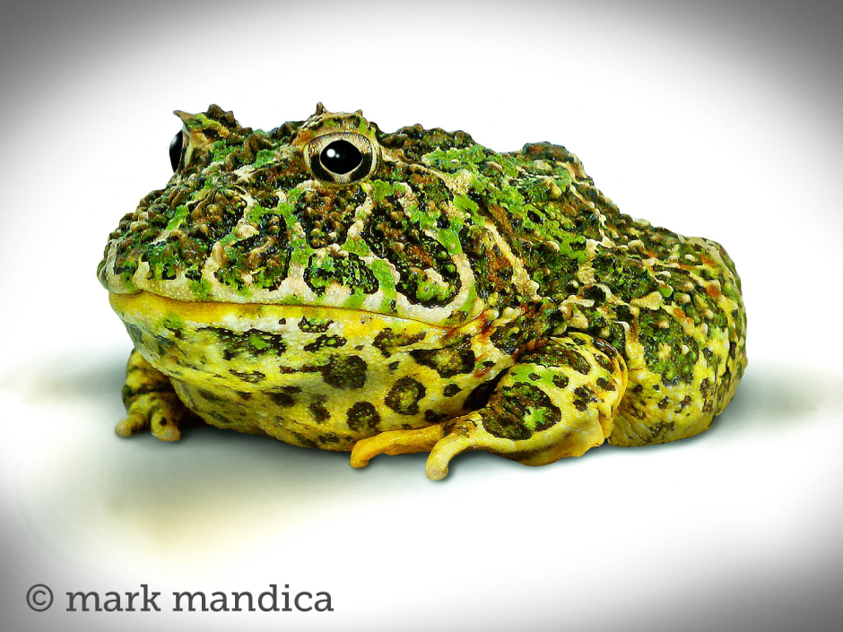 Гибрид Жабы и змеи