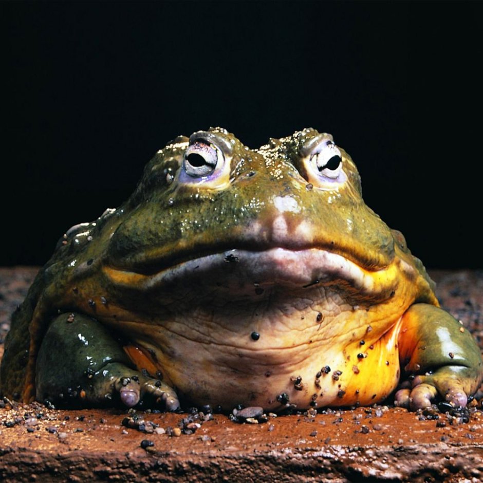 Лягушка бык водонос