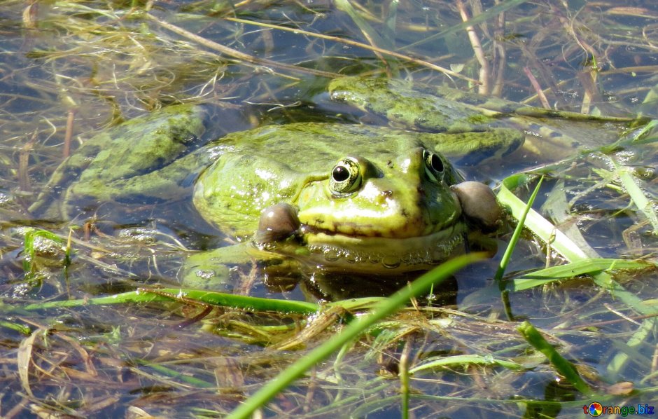 Жаба квакает