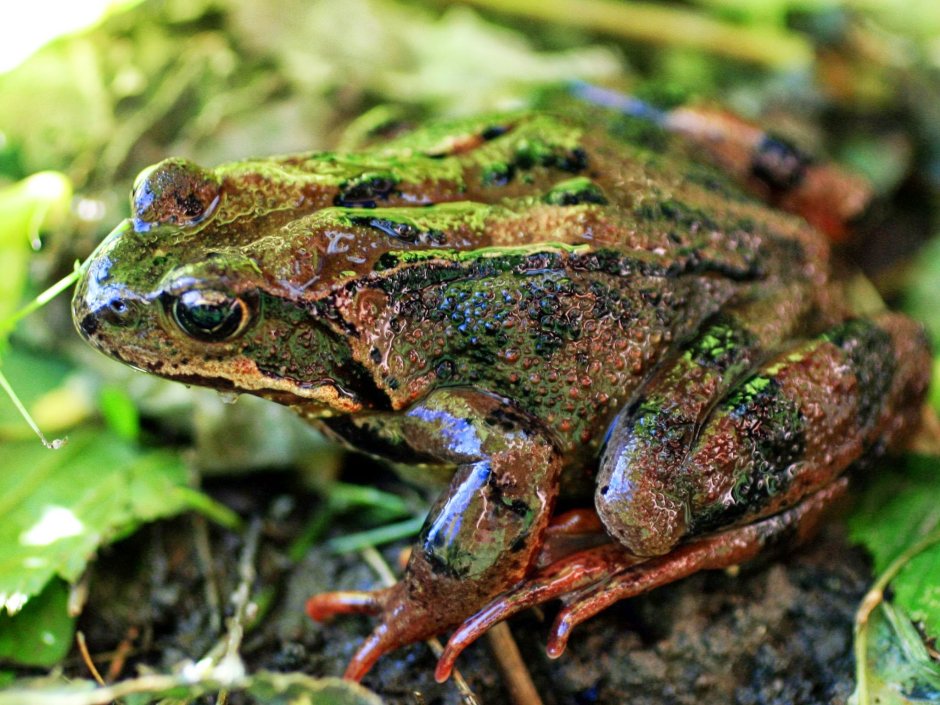Головастик остромордой лягушки