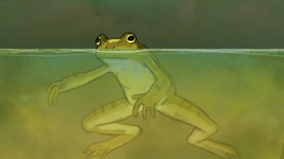 Болота с лягушками