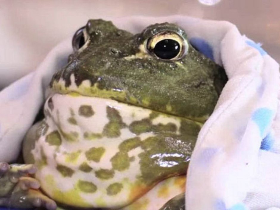 Водонос Лягушонок