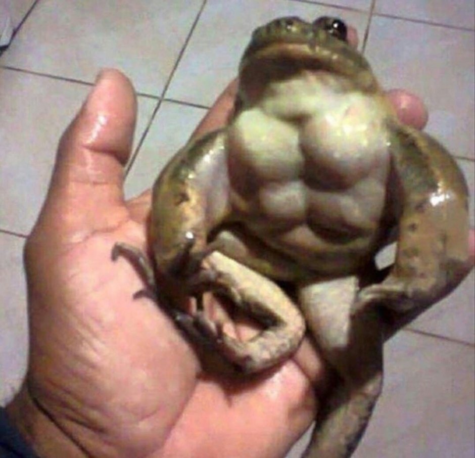 Речная жаба