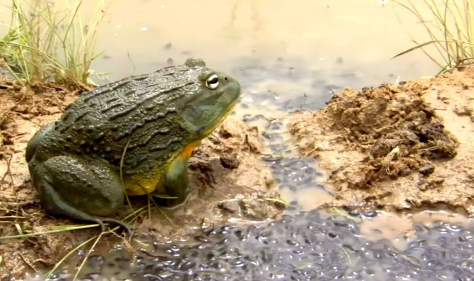 Лягушка водонос