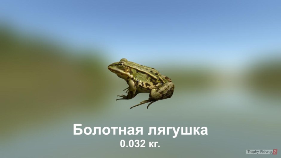 Танюшка лягушка