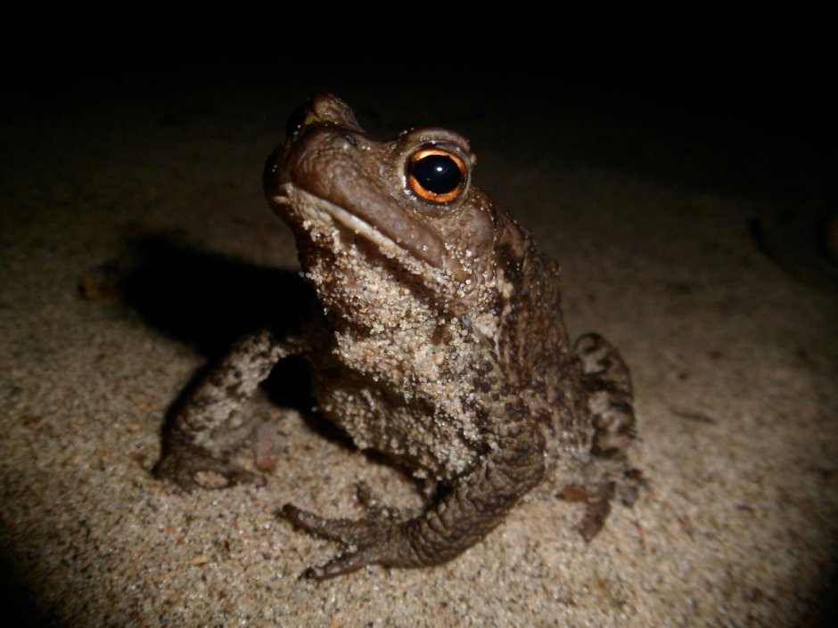 Лягушка матерится