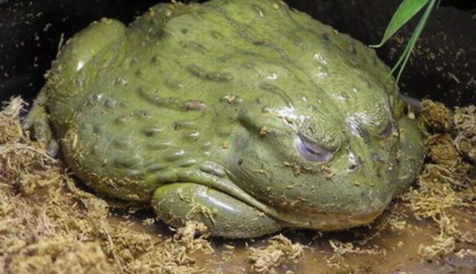 Лягушка в болоте фото