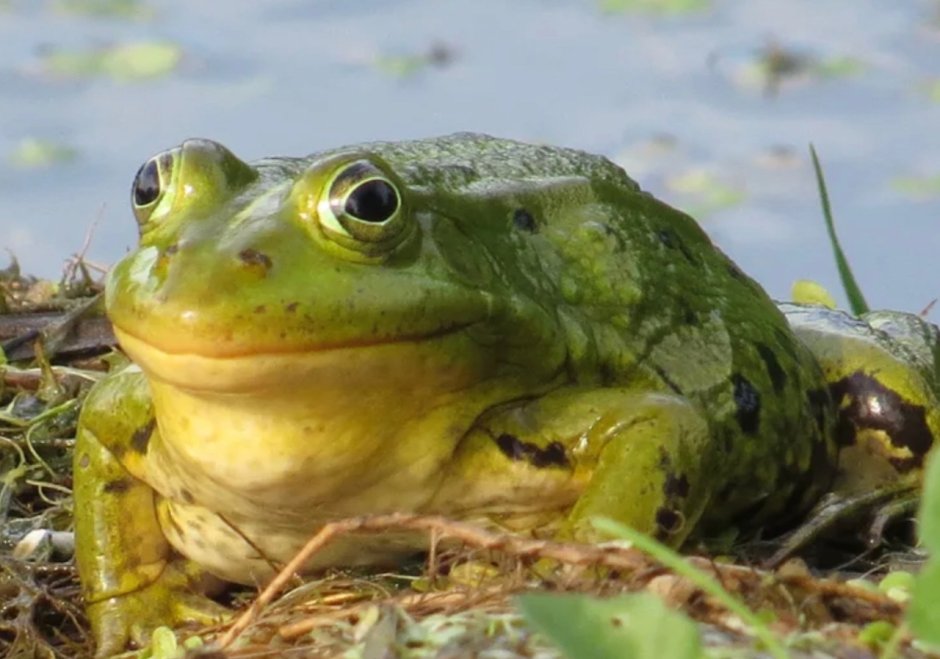 Вьетнамская мшистая лягушка