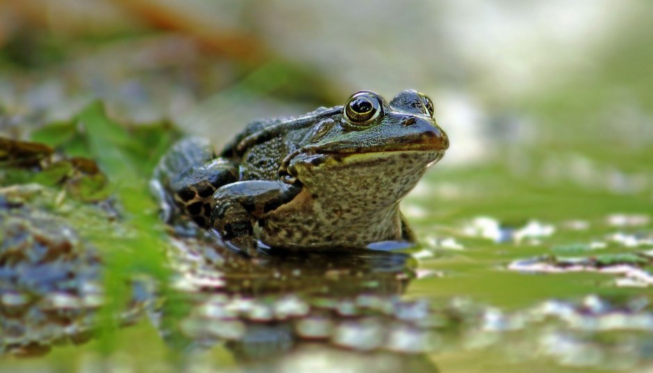 Сибирская лягушка Rana amurensis