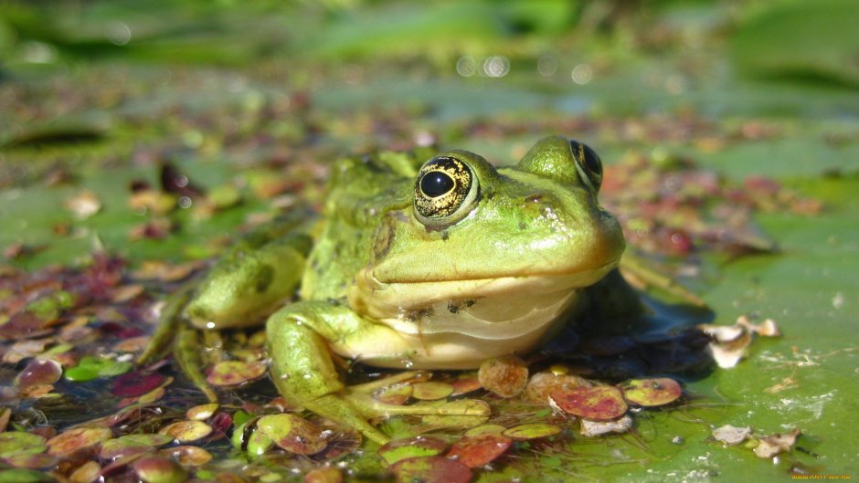 Вьетнамская Болотная лягушка
