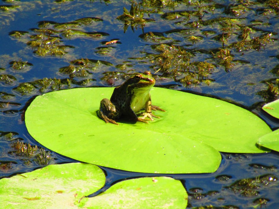 Болото с кувшинками и лягушками