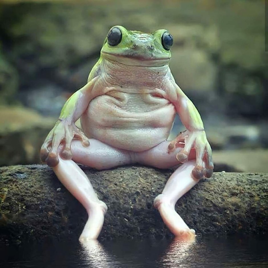 Плотоядная лягушка бык