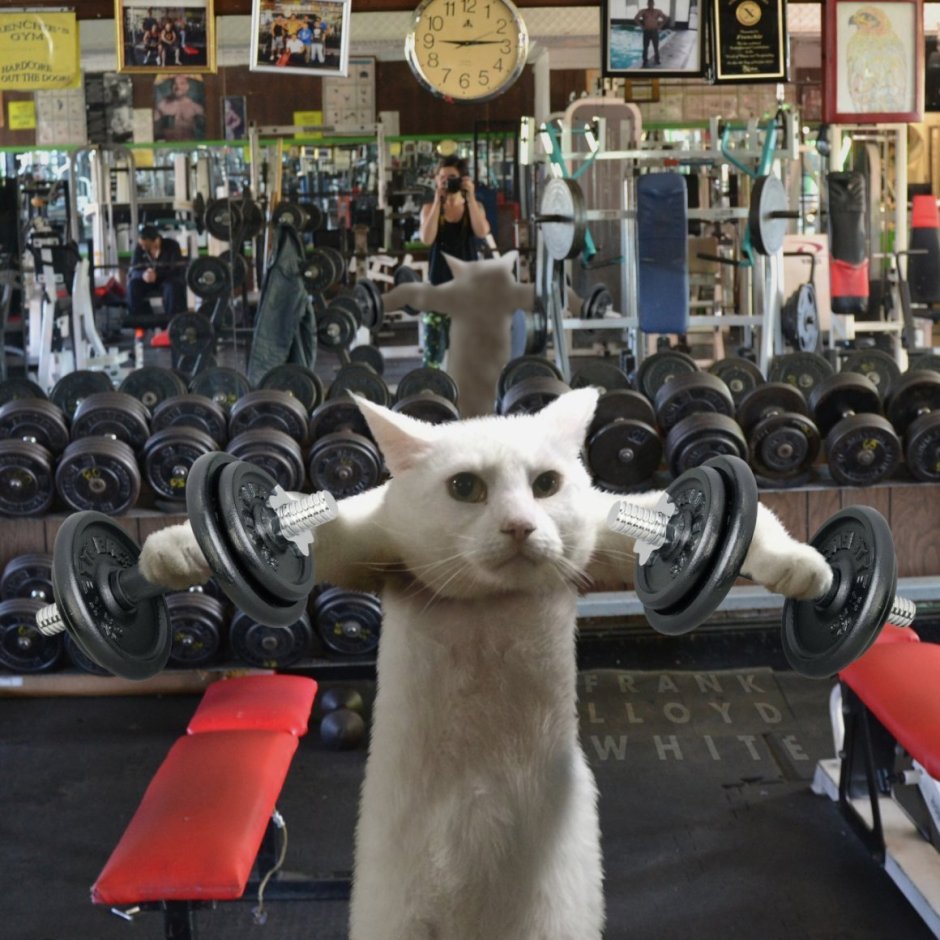 Котик в спортзале