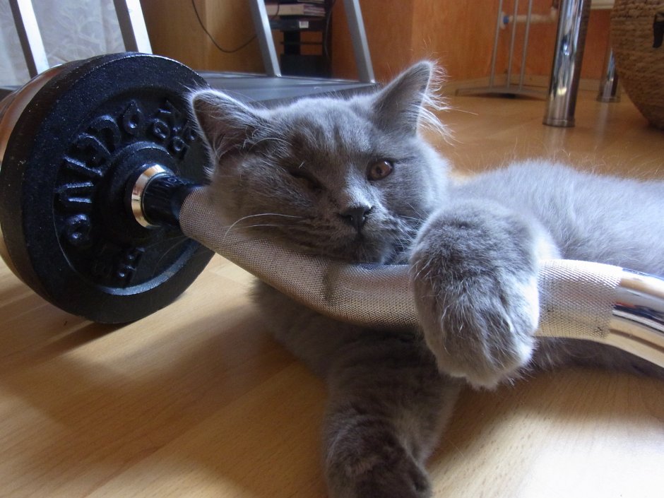 Котик тренируется