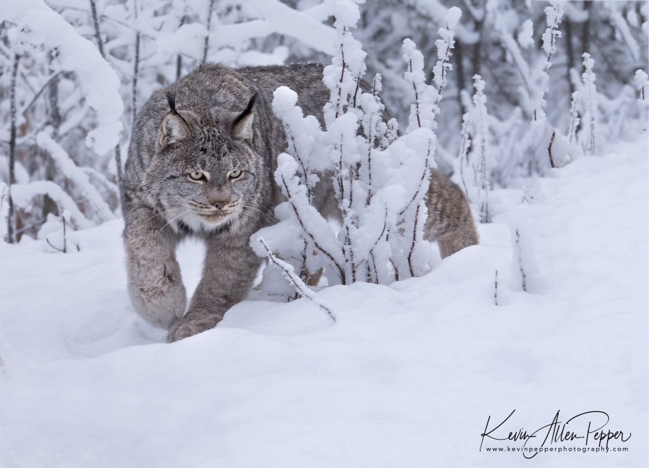 Группа Lynx (Canada)