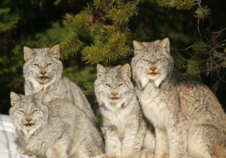 Northern Lynx