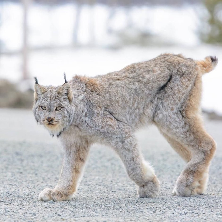 Canada Lynx