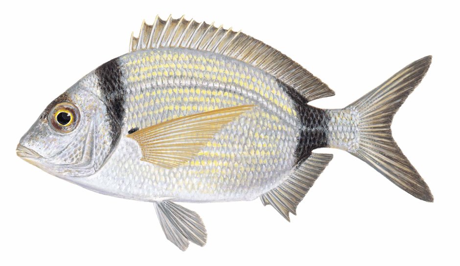 Морской карась Сарг