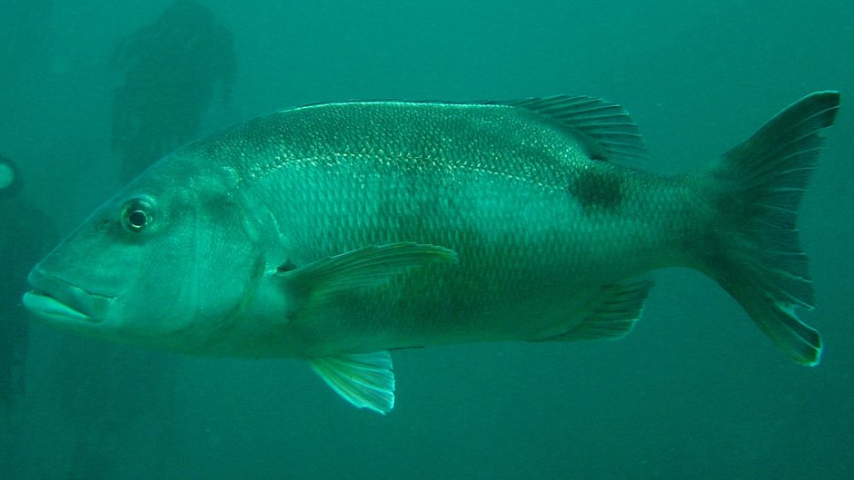 Зубан рыба черное море