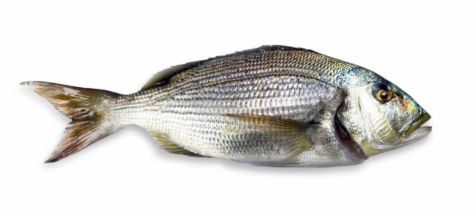 Зубан рыба черное море
