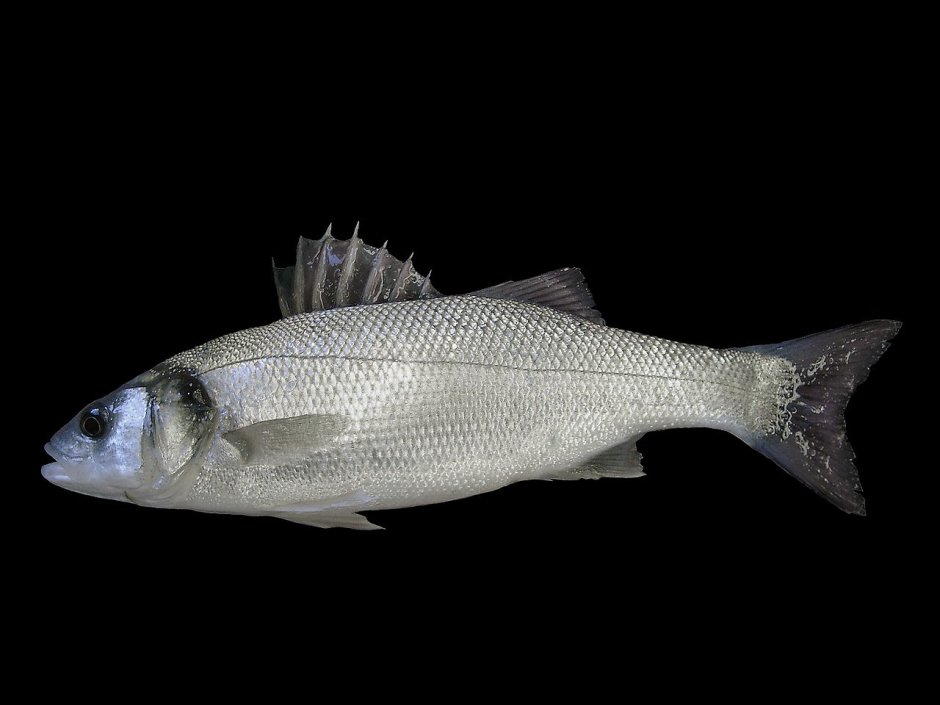Dicentrarchus labrax рыба