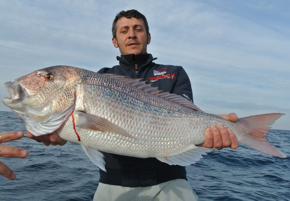 Красноперый окунь морской