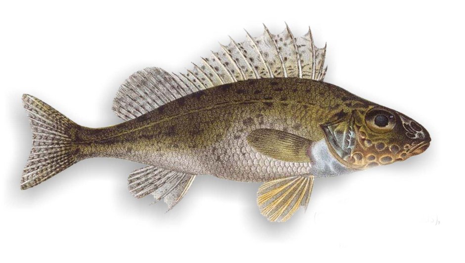Pagrus auratus