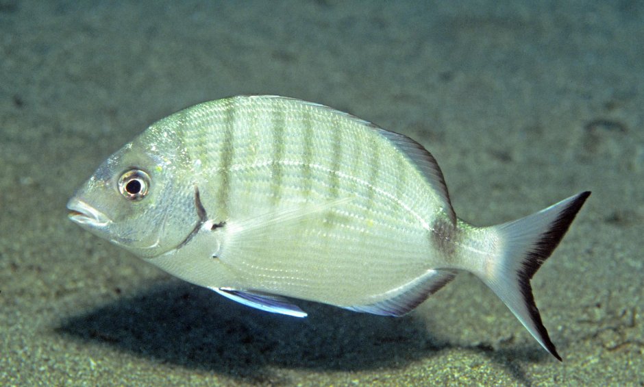Common Dentex Fish